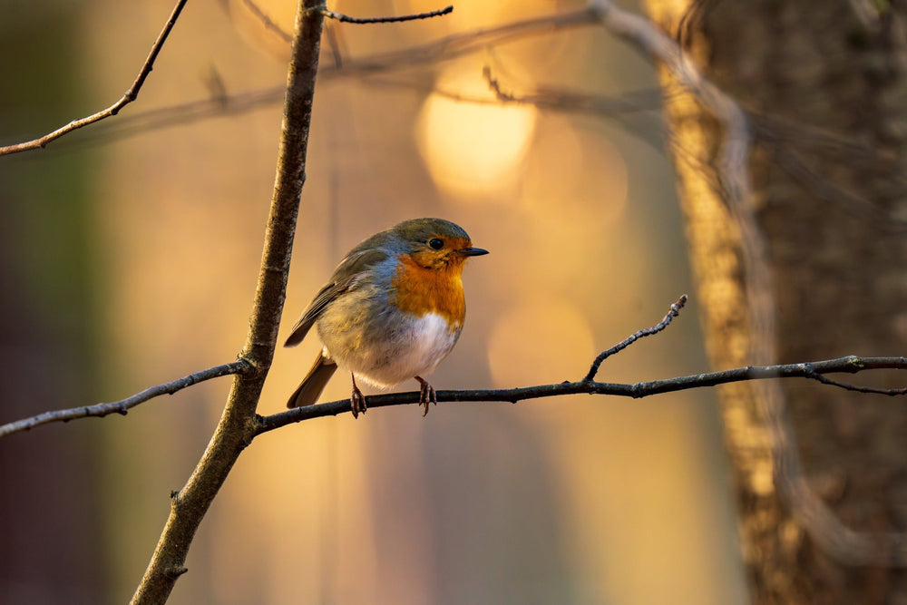A robin perched on a branch in warm woodland light — Joseph Hubbard, Hubbard.ART