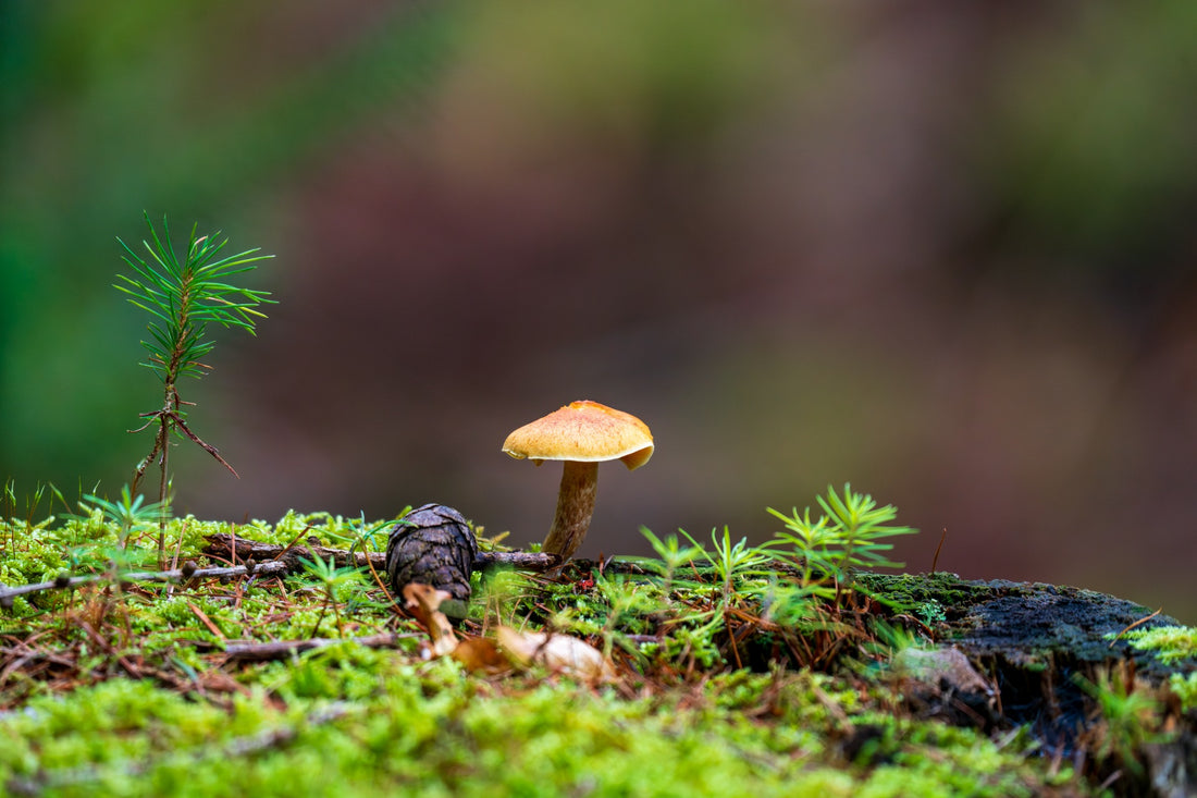 A small mushroom and green seedling on a mossy fallen log — Joseph Hubbard, Hubbard.ART