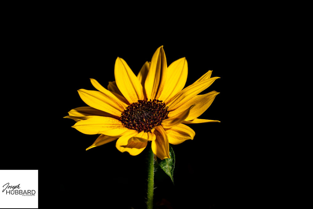 Sunlit yellow sunflower against a dark background — Joseph Hubbard, Hubbard.ART