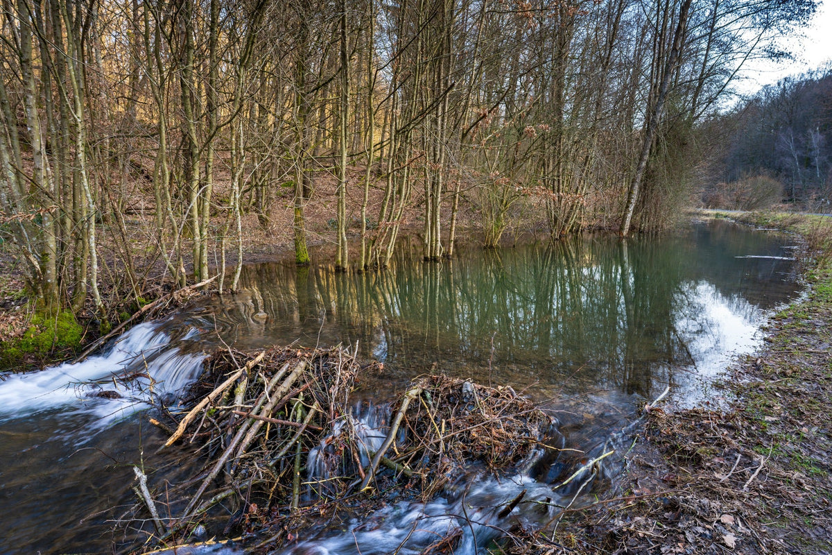 A beaver dam beside woodland and still water on the Klingbach — Joseph Hubbard, Hubbard.ART