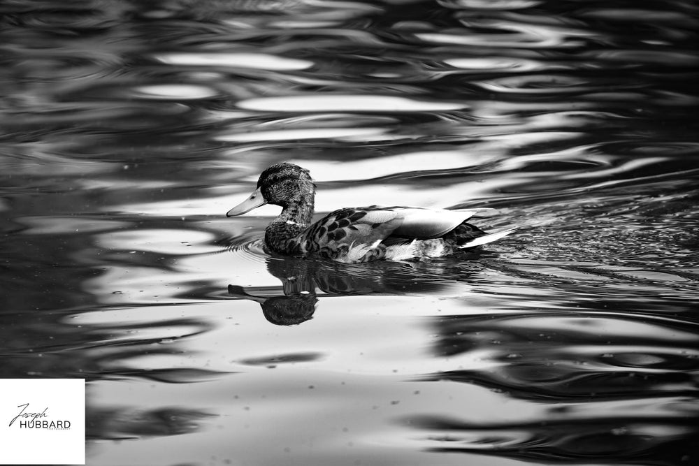 A duck swimming through rippling water in black and white — Joseph Hubbard, Hubbard.ART