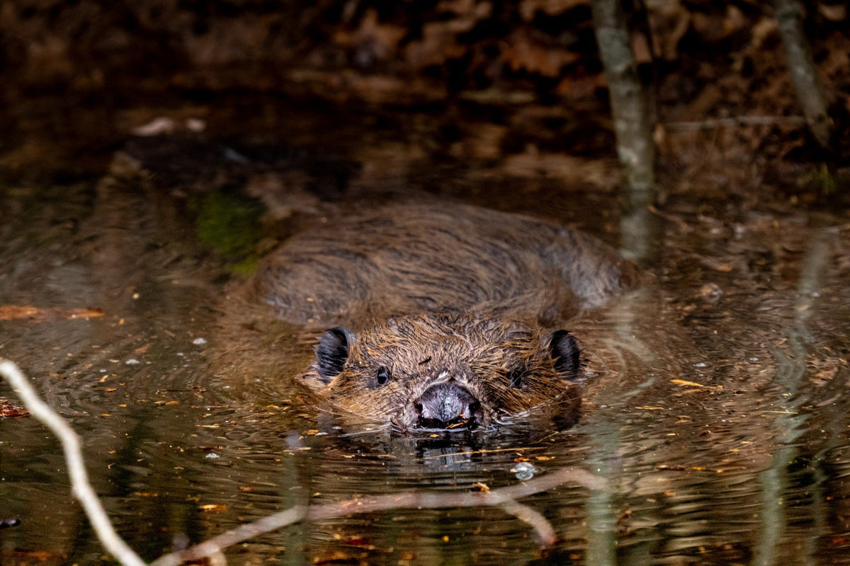 A beaver facing the camera at water level — Joseph Hubbard, Hubbard.ART