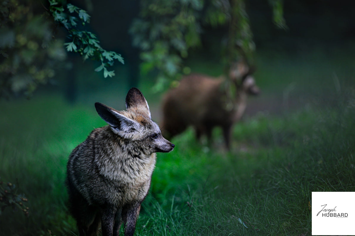 A fox in sharp focus with its mate softly blurred behind it — Joseph Hubbard, Hubbard.ART