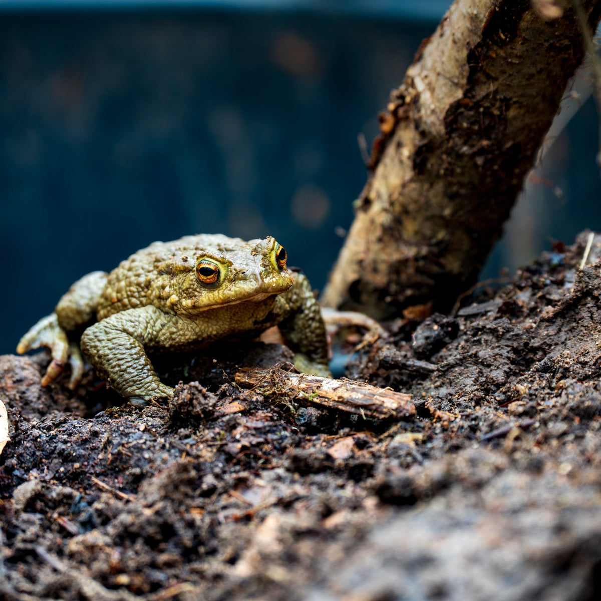 A toad resting on a branch beside textured bark — Joseph Hubbard, Hubbard.ART