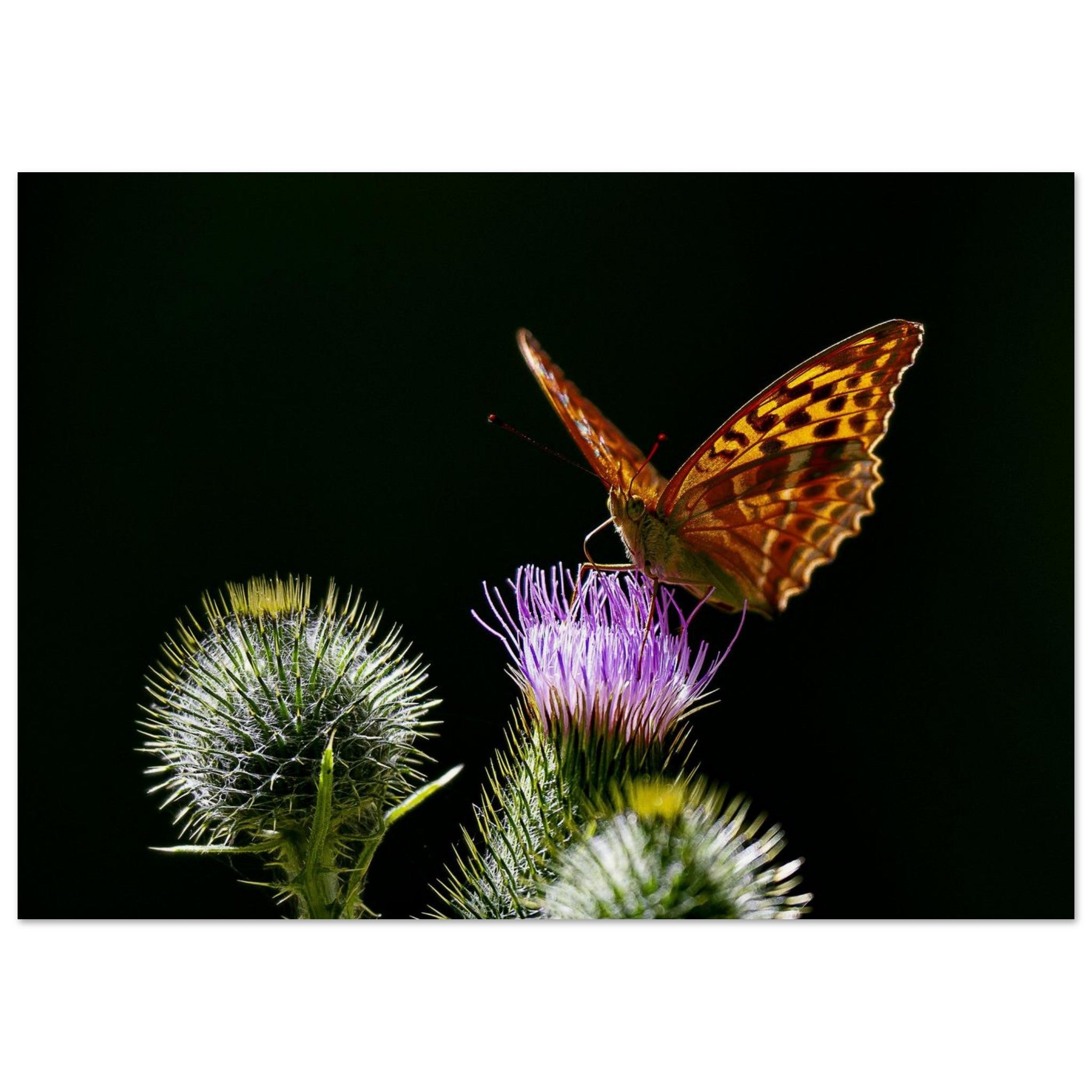 Insect