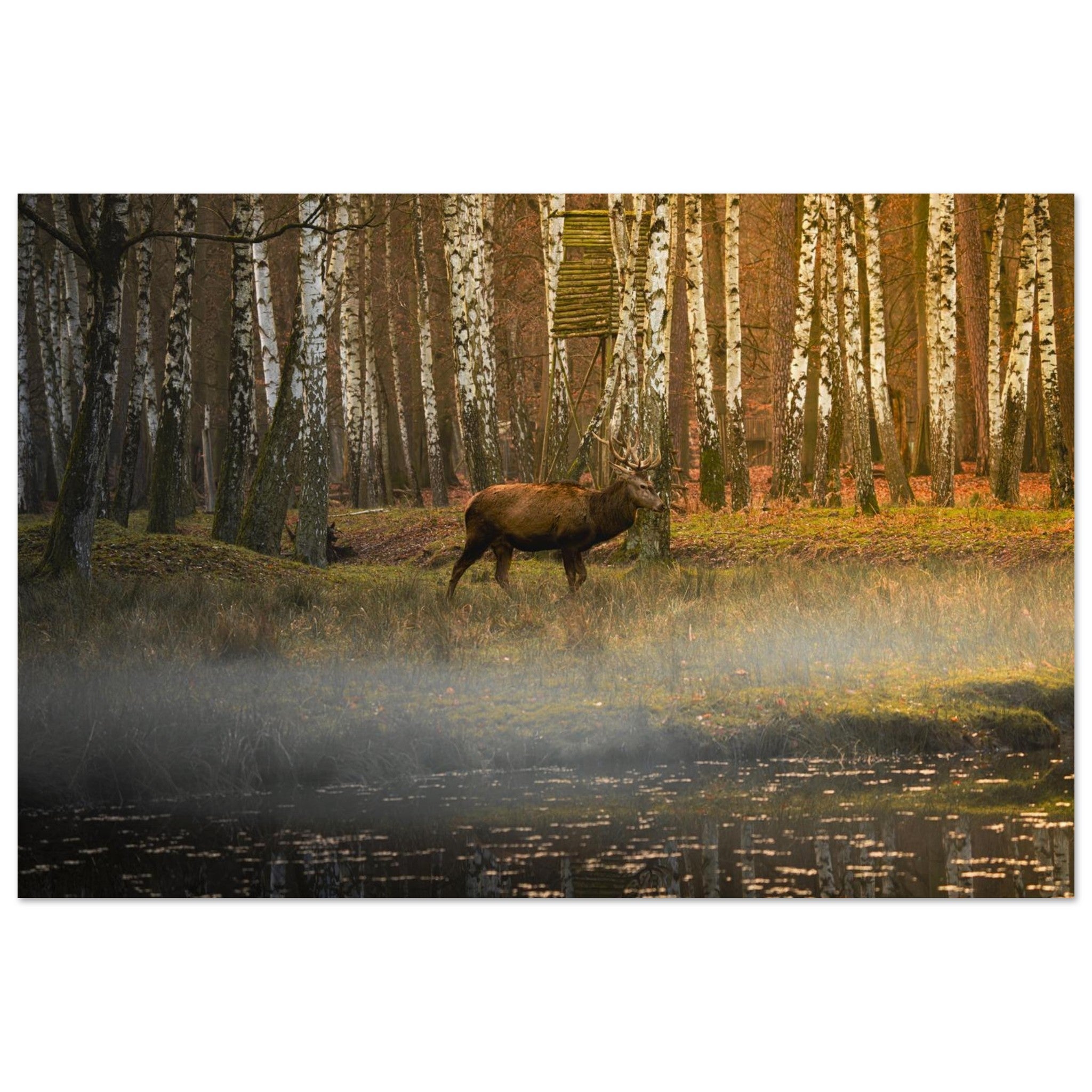 Wildlife Collection