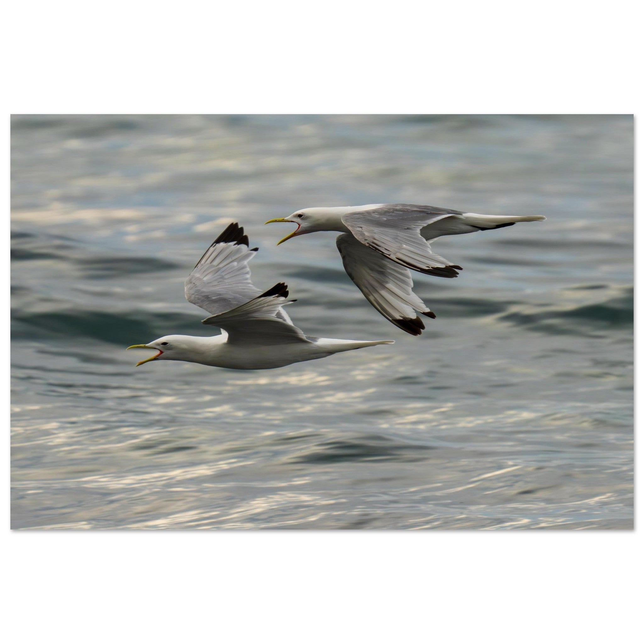 Coastal — Light, Water & Open Horizons