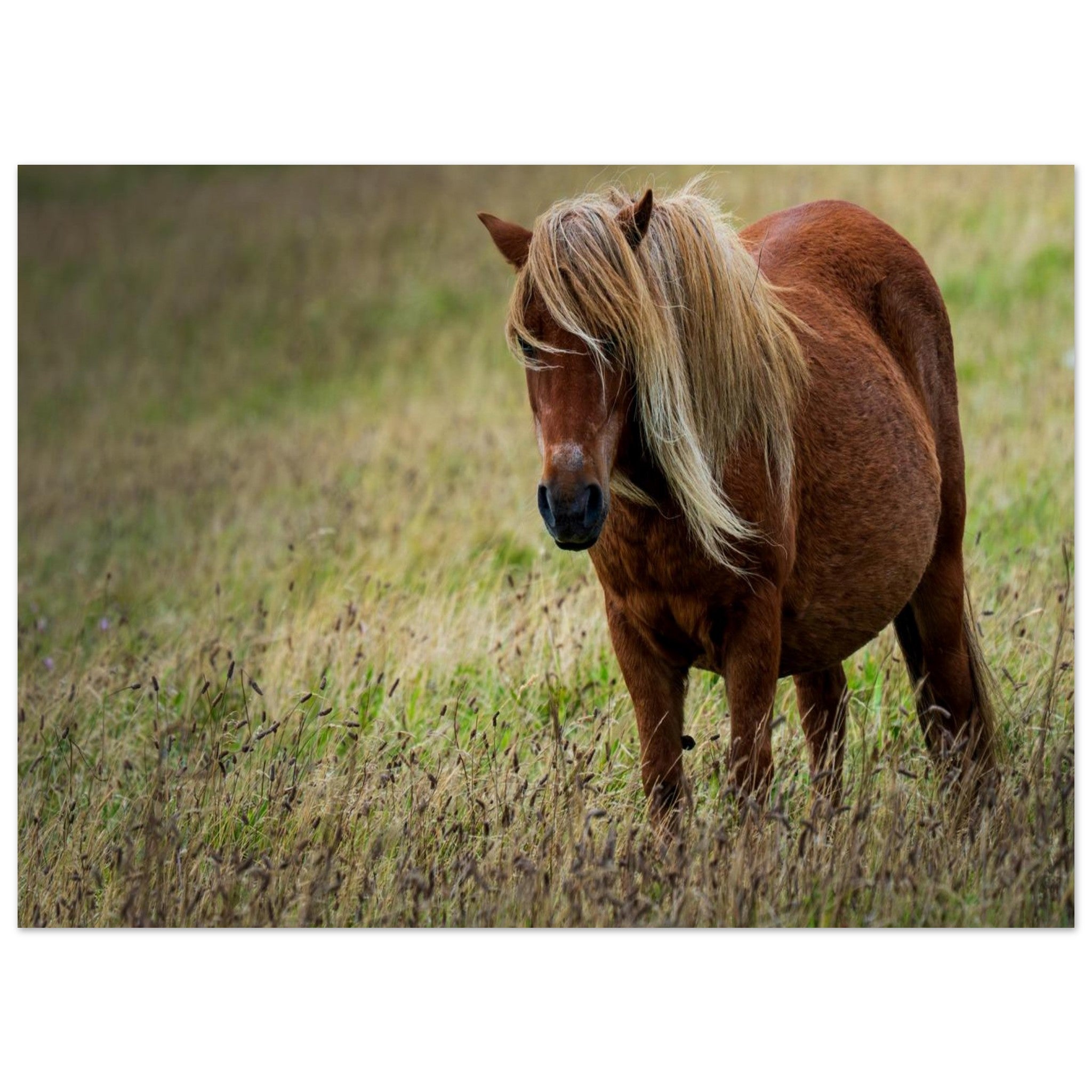 Animal