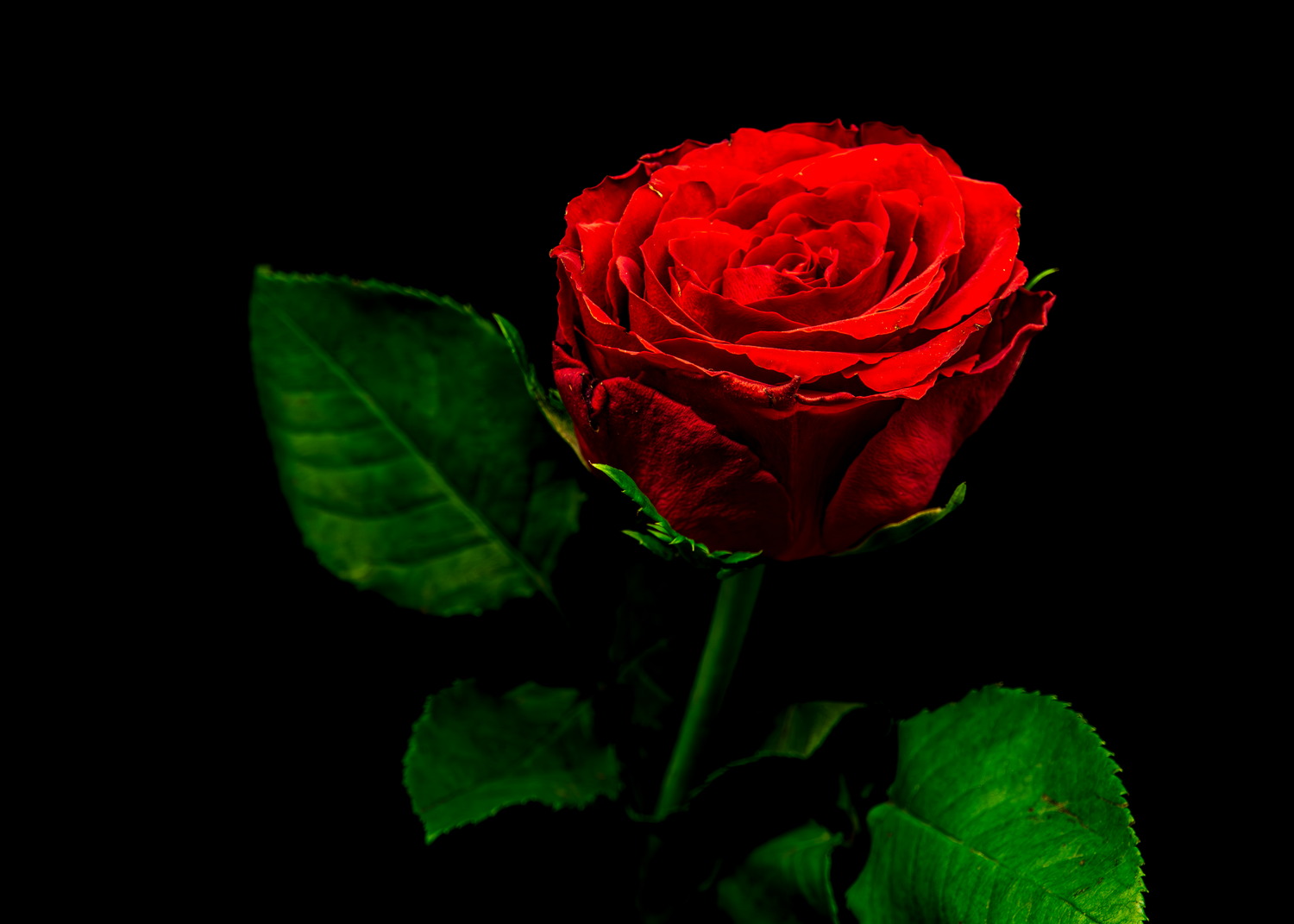 Statement Wall Art Prints | Large Centerpiece Photography | Nature Decor