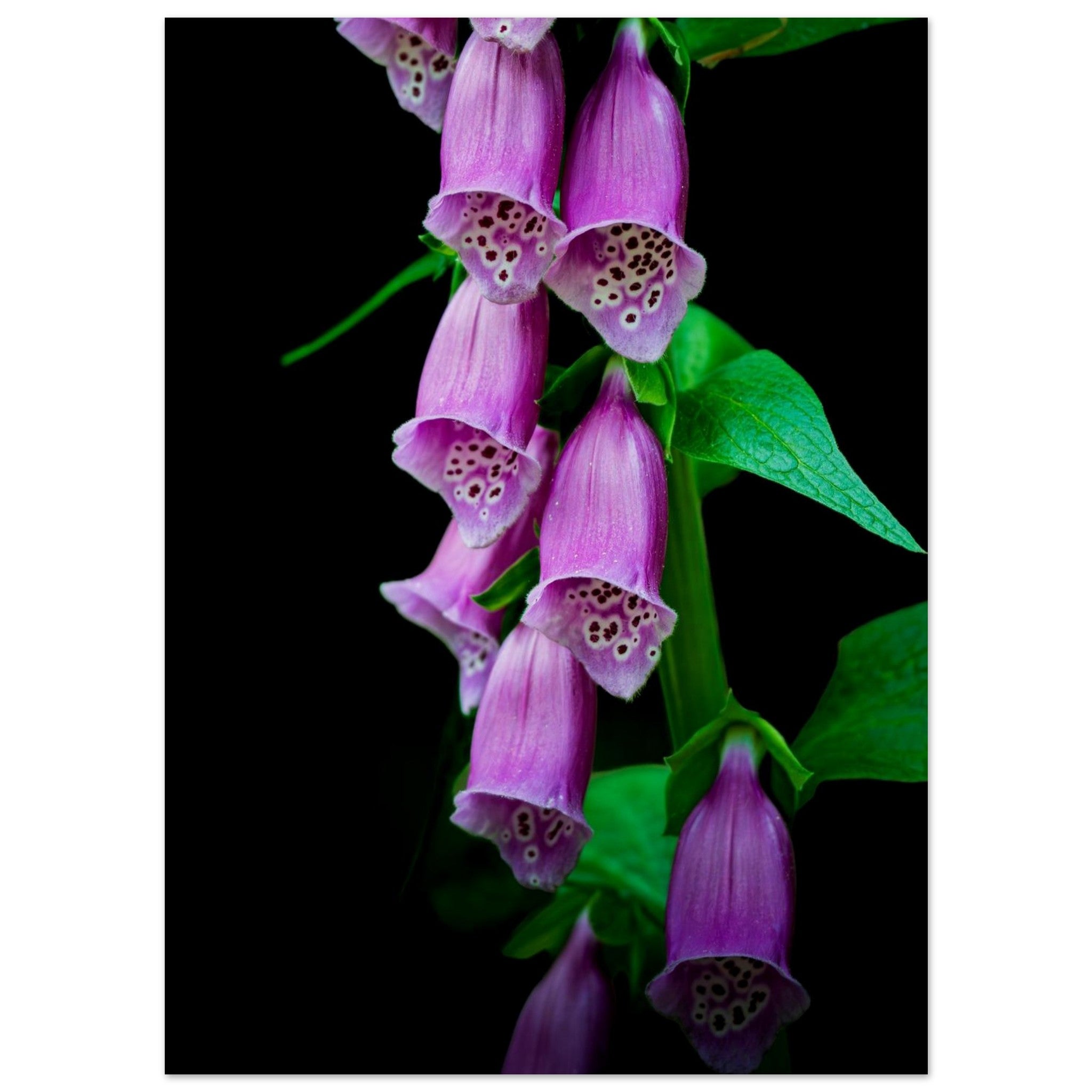 Hubbard Art by Joseph Hubbard Velvet Bells in Bloom — Foxglove Fine Art Floral Photography Print 13x18 cm 5x7″ Museum-Quality Matte Paper Poster Vertical