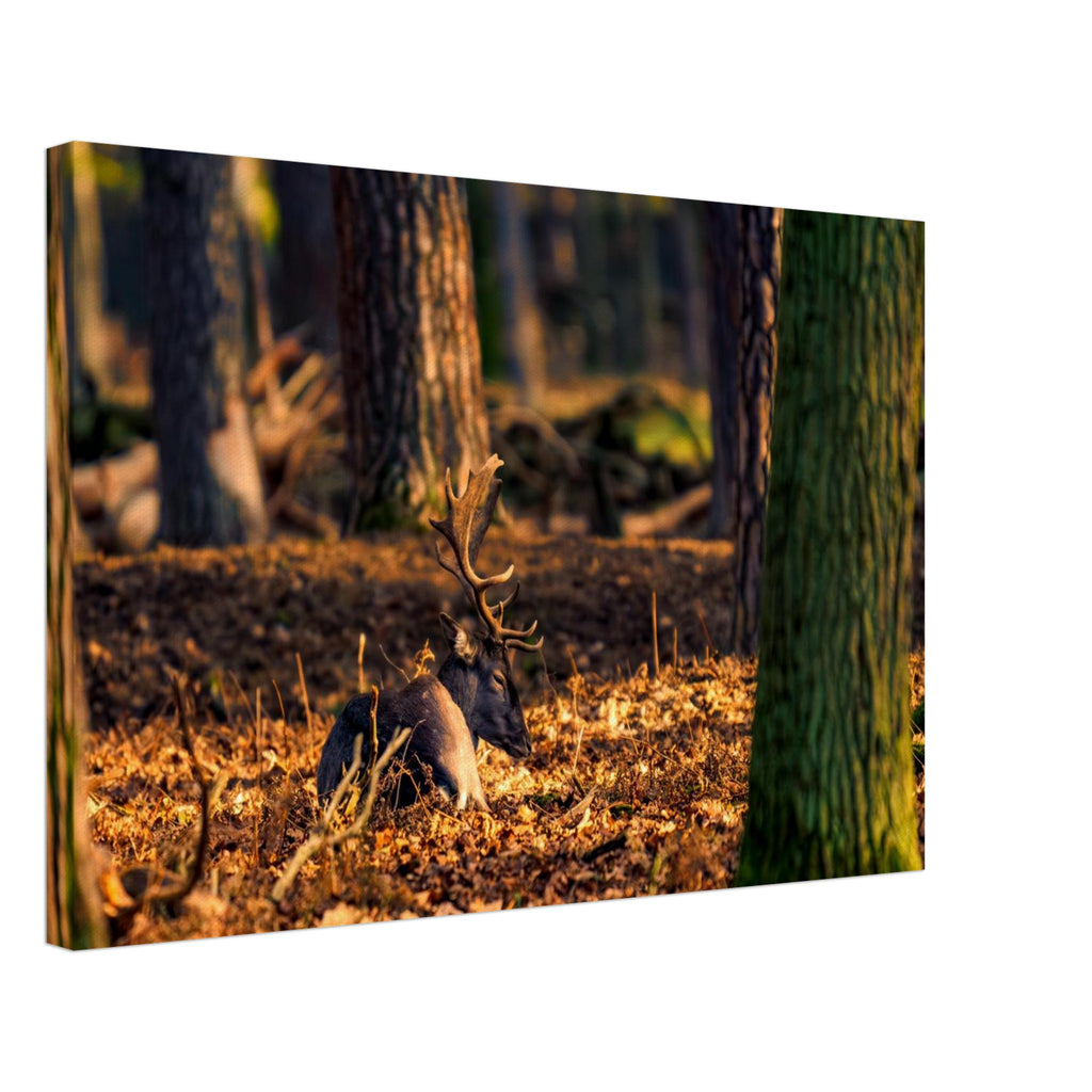 Hubbard Art by Joseph Hubbard Autumn’s Golden Warmth — Fallow Deer Fine Art Photography Print Canvas 40x60 cm 16x24″