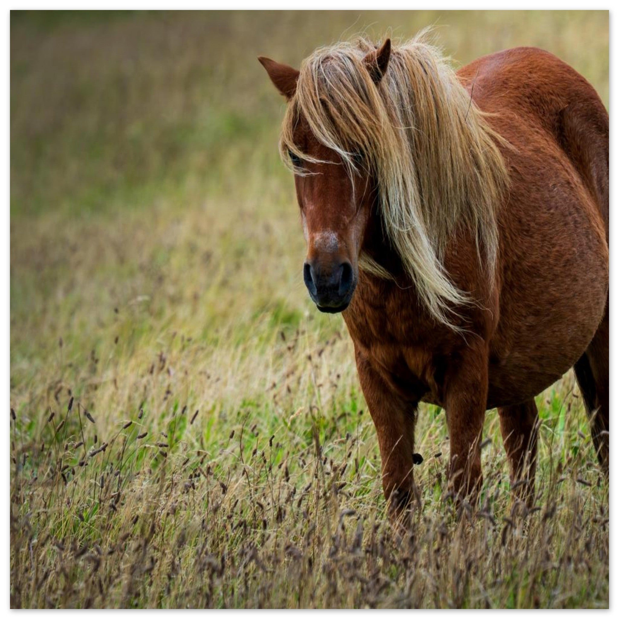 Hubbard Art by Joseph Hubbard Little Pony After Storm — Danish Coast Fine Art Photography Print 30x30 cm 12x12″