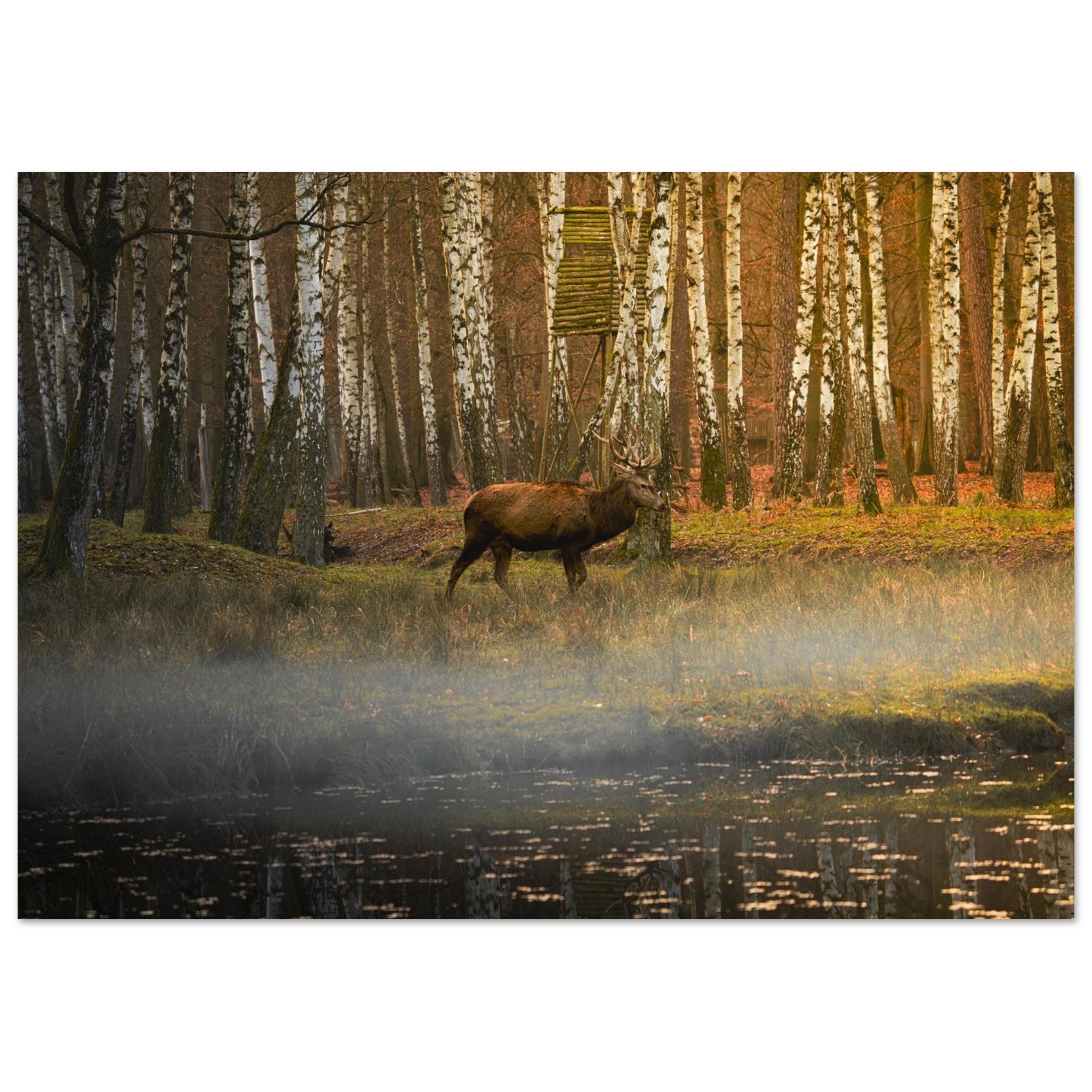 Hubbard Art by Joseph Hubbard Silent Steps in the Autumn Mist — Red Deer Fine Art Wildlife Photography Print 21x29.7 cm 8x12"
