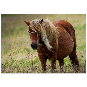Hubbard Art by Joseph Hubbard Little Pony After Storm — Danish Coast Fine Art Photography Print Fine Art Poster - A2 (42 x 59.4 cm)