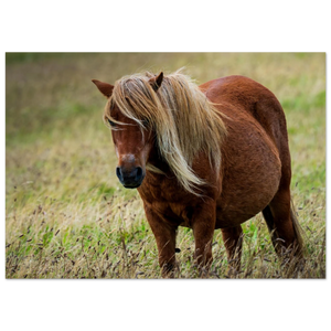 Hubbard Art by Joseph Hubbard Little Pony After Storm — Danish Coast Fine Art Photography Print Fine Art Poster - A3 (29.7 x 42 cm)