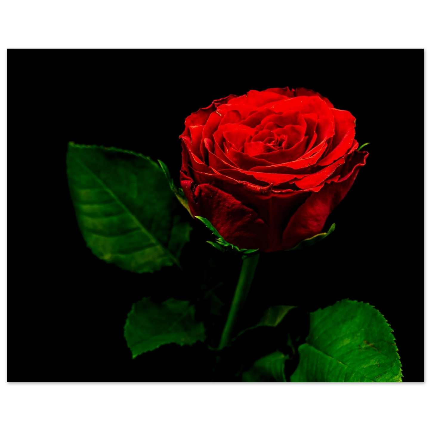 11919d24-135f-4212-9e64-8cfc8f621d27