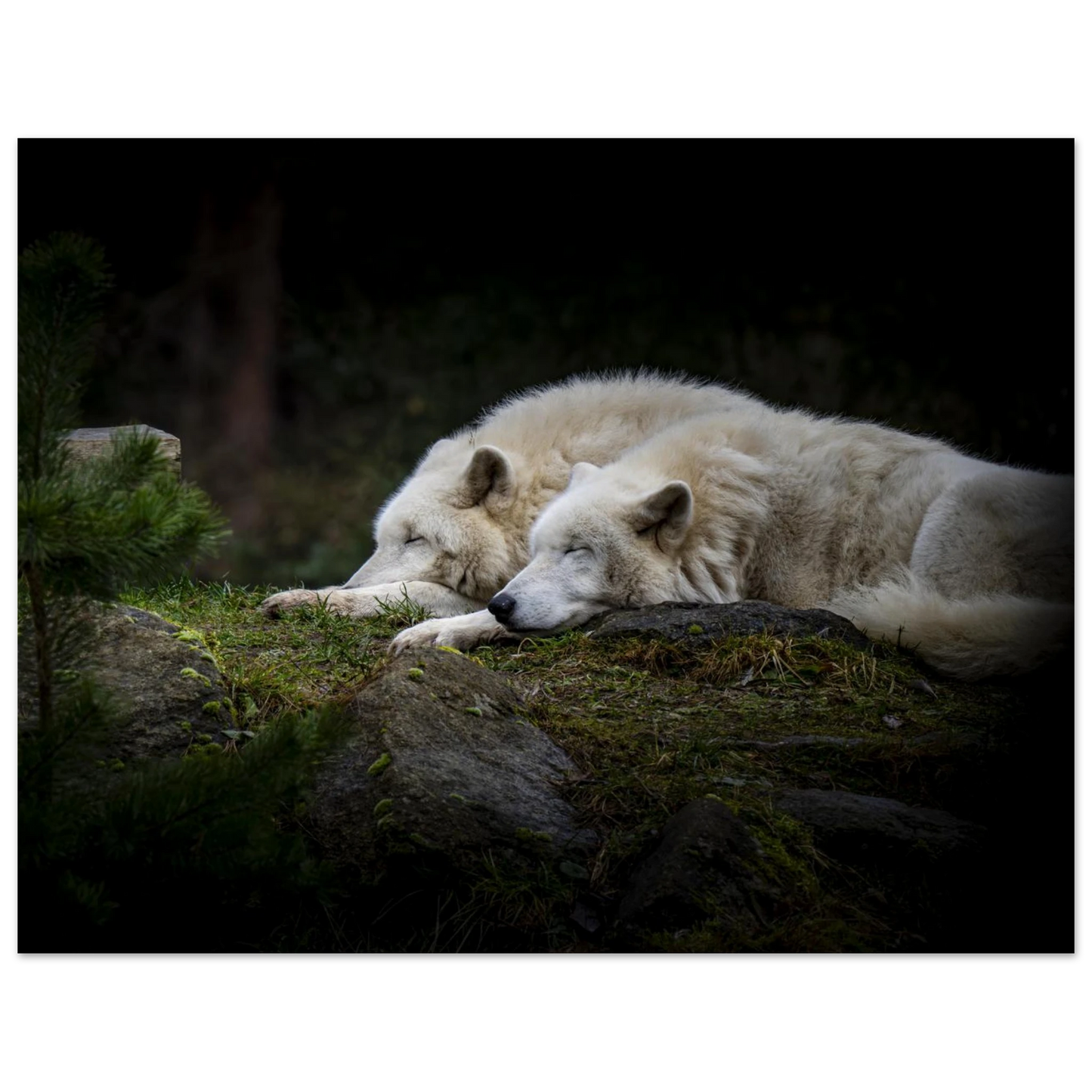 121ed2e6-2a15-4805-8e02-48a6feff7deb