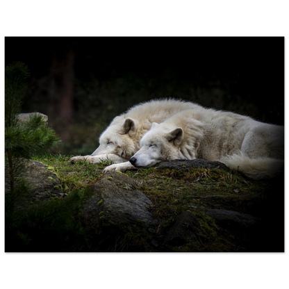 121ed2e6-2a15-4805-8e02-48a6feff7deb