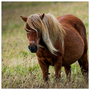 Hubbard Art by Joseph Hubbard Little Pony After Storm — Danish Coast Fine Art Photography Print Fine Art Poster - 50x50 cm 20x20″