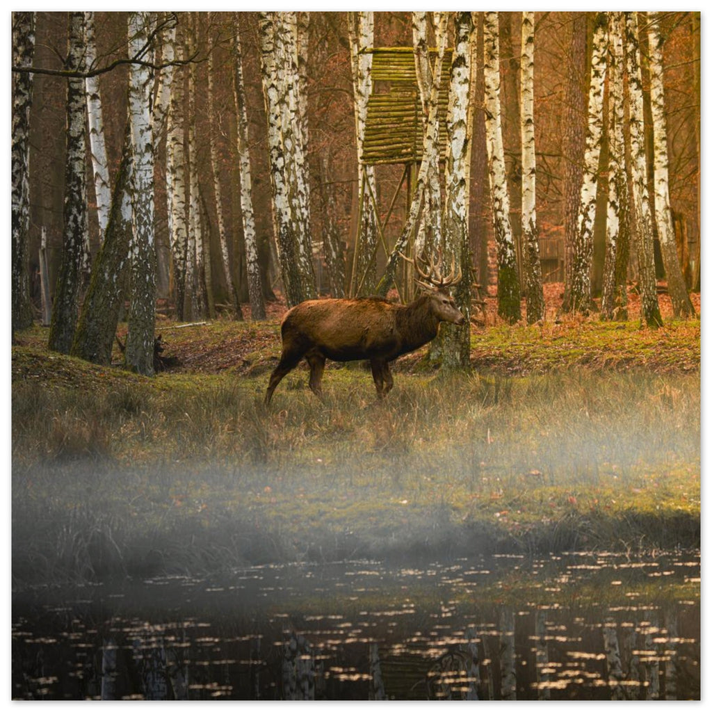 Hubbard Art by Joseph Hubbard Silent Steps in the Autumn Mist — Red Deer Fine Art Wildlife Photography Print 30x30 cm 12x12″