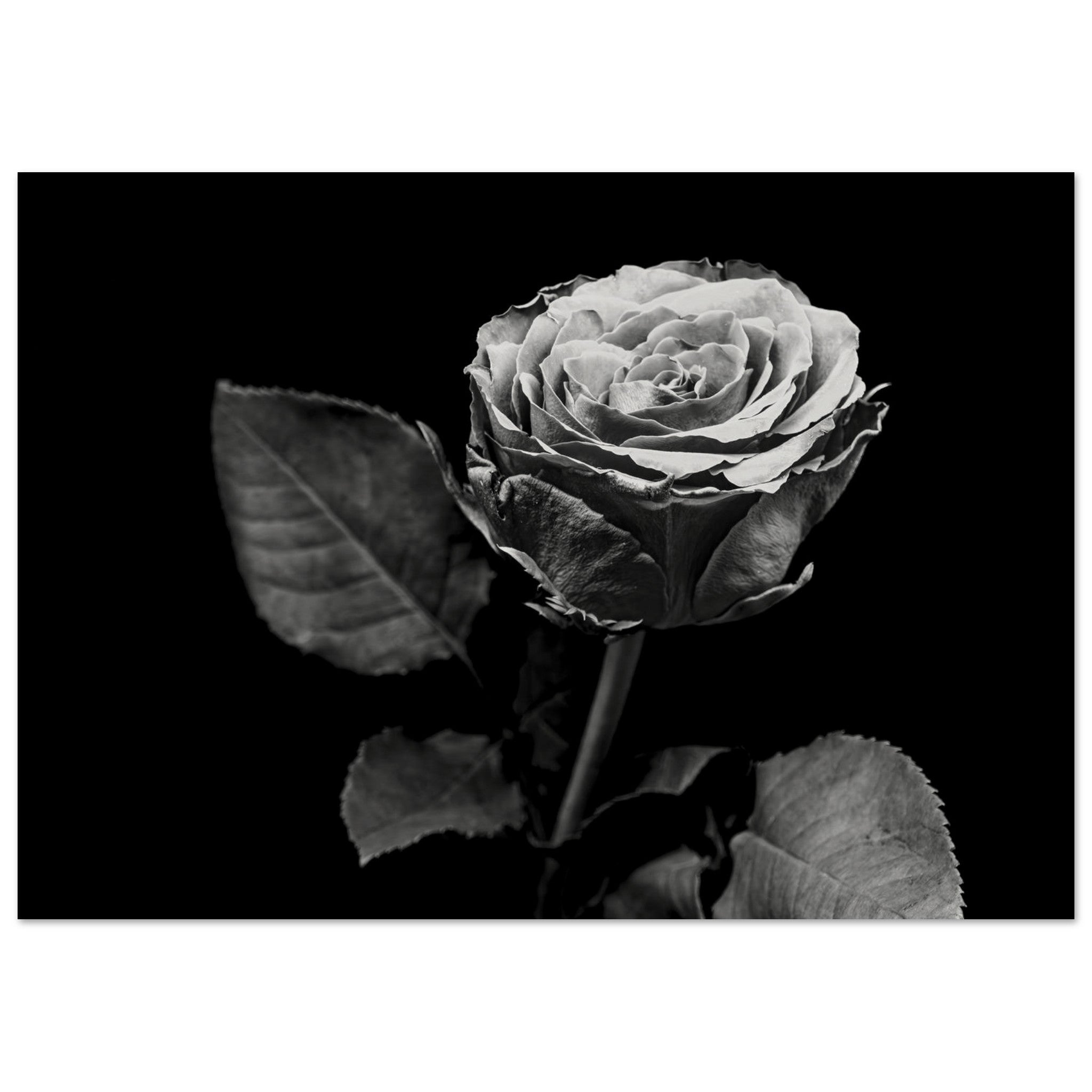 Hubbard Art by Joseph Hubbard Eternal Bloom — Rose Fine Art Photography Print Museum-Quality Matte Paper Poster 21x29.7 cm 8x12"