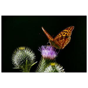 Hubbard Art by Joseph Hubbard Golden Wings on Thistle — Fine Art Macro Butterfly Photography Print