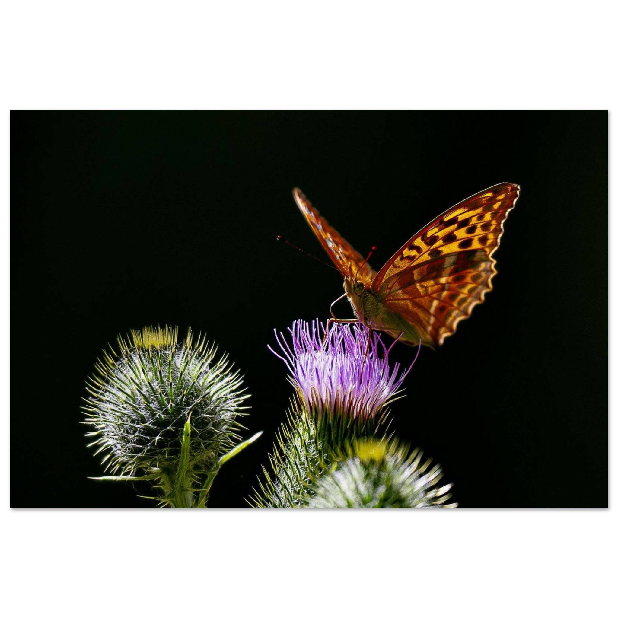Hubbard Art by Joseph Hubbard Golden Wings on Thistle — Fine Art Macro Butterfly Photography Print