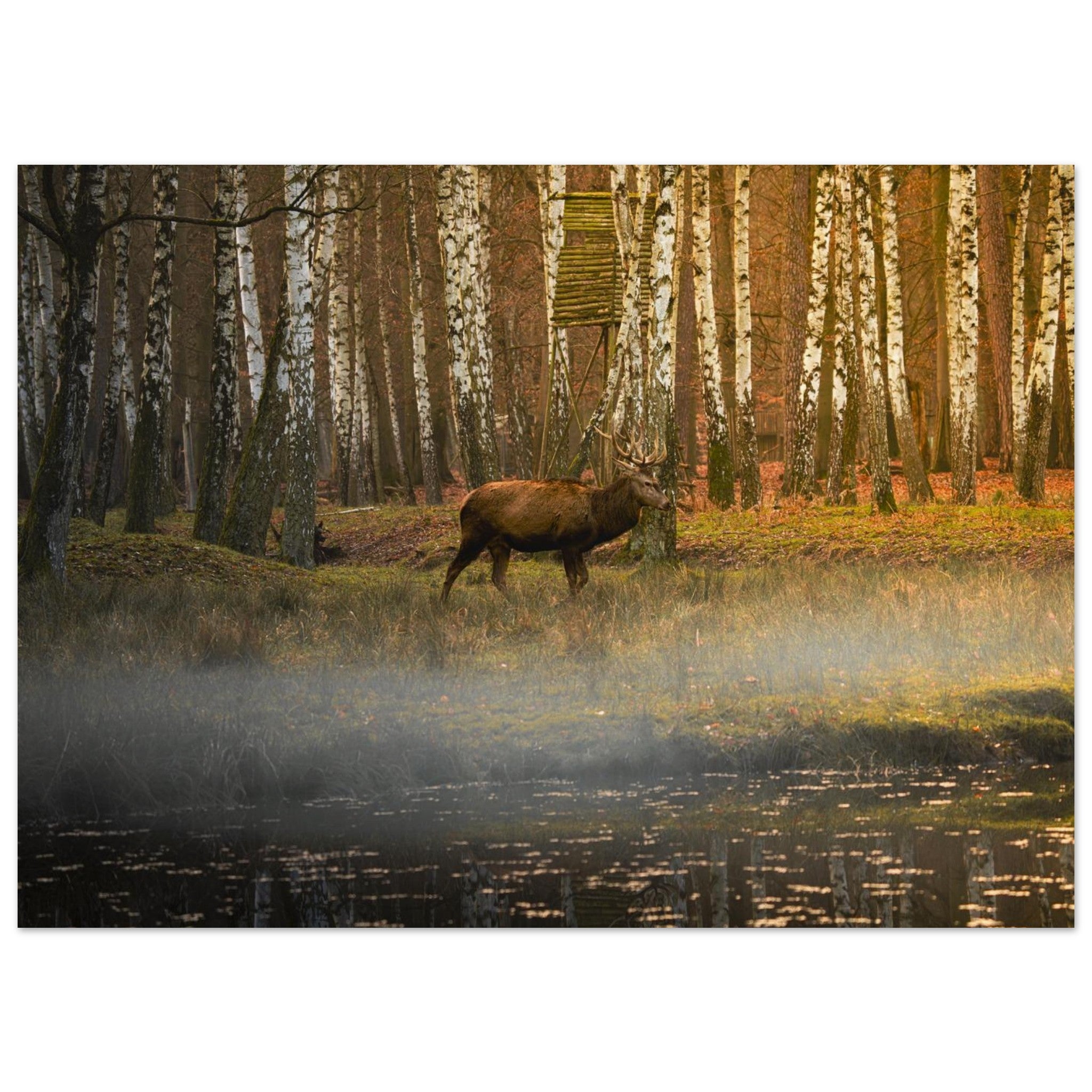 Hubbard Art by Joseph Hubbard Silent Steps in the Autumn Mist — Red Deer Fine Art Wildlife Photography Print 13x18 cm 5x7″