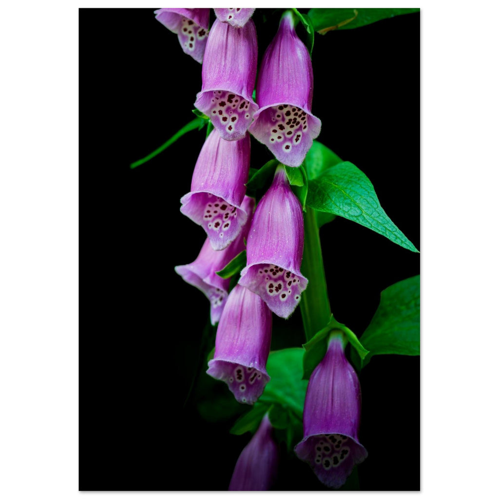 Hubbard Art by Joseph Hubbard Velvet Bells in Bloom — Foxglove Fine Art Floral Photography Print 21x29.7 cm 8x12" Museum-Quality Matte Paper Poster Vertical