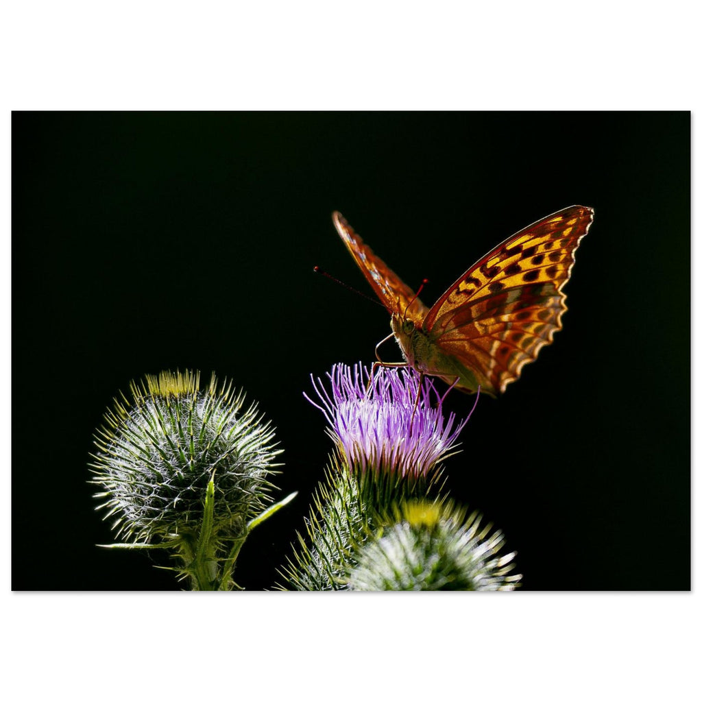 Hubbard Art by Joseph Hubbard Golden Wings on Thistle — Fine Art Macro Butterfly Photography Print Museum-Quality Matte Paper Poster 21x29.7 cm 8x12"