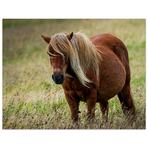 Hubbard Art by Joseph Hubbard Little Pony After Storm — Danish Coast Fine Art Photography Print Fine Art Poster - 27x35 cm 11x14″