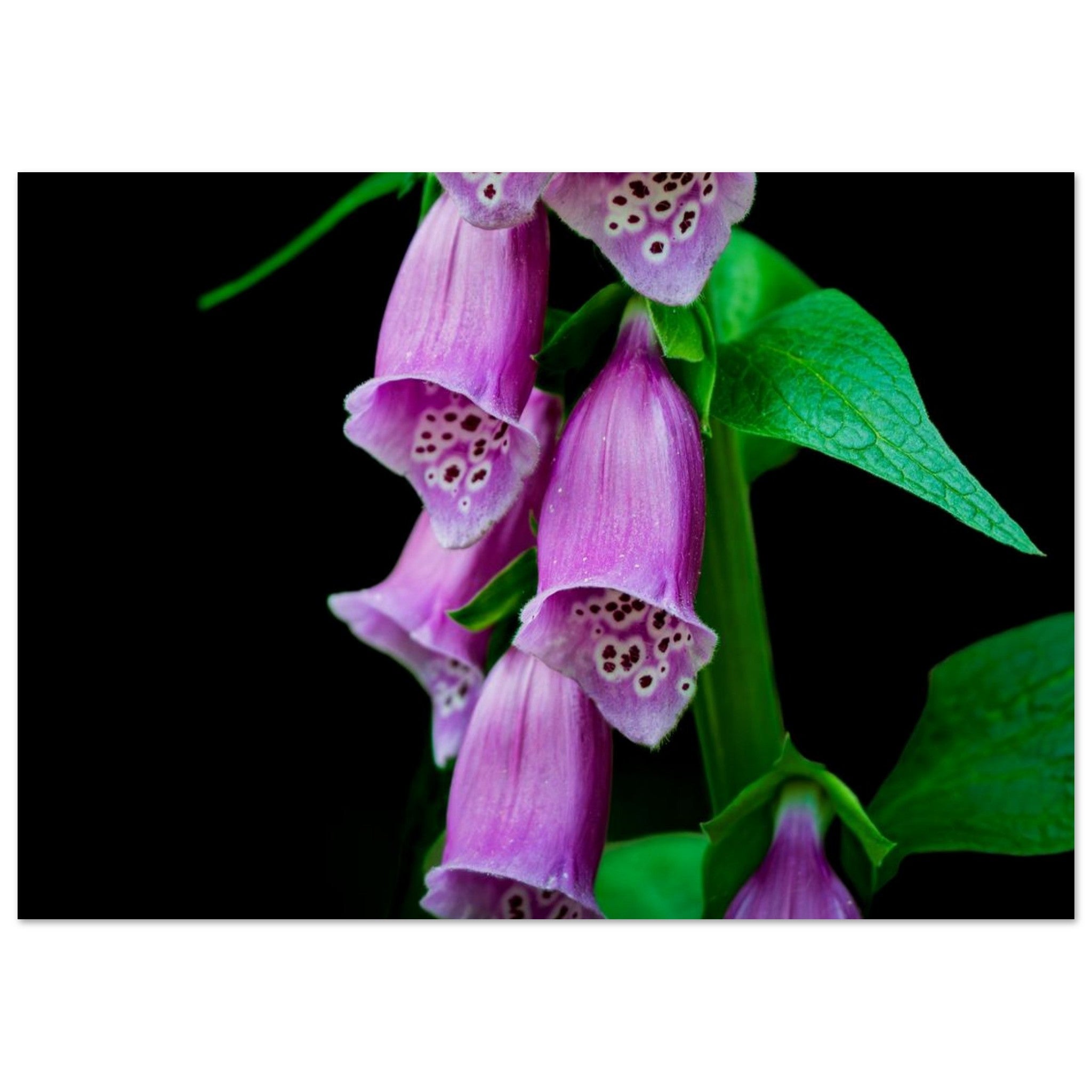 Hubbard Art by Joseph Hubbard Velvet Bells in Bloom — Foxglove Fine Art Floral Photography Print 21x29.7 cm 8x12" Museum-Quality Matte Paper Poster Horizontal