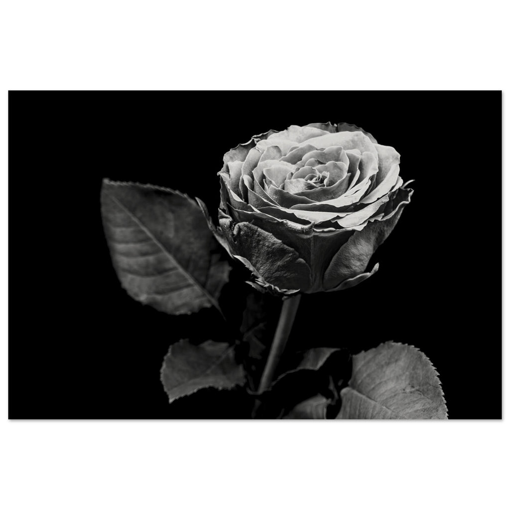Hubbard Art by Joseph Hubbard Eternal Bloom — Rose Fine Art Photography Print