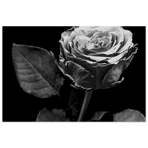 Hubbard Art by Joseph Hubbard Eternal Bloom — Rose Fine Art Photography Print Fine Art Poster - 60x90 cm 24x36″