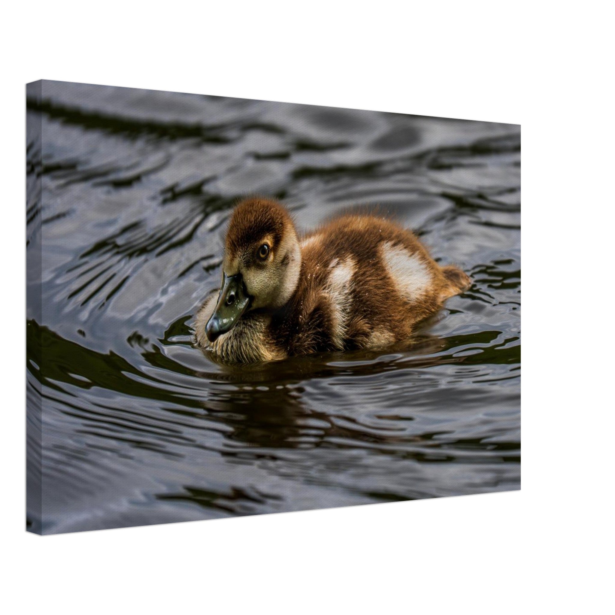Hubbard Art by Joseph Hubbard Little Drift — Egyptian Goose Gosling Fine Art Photography Print Canvas 40x60 cm 16x24″