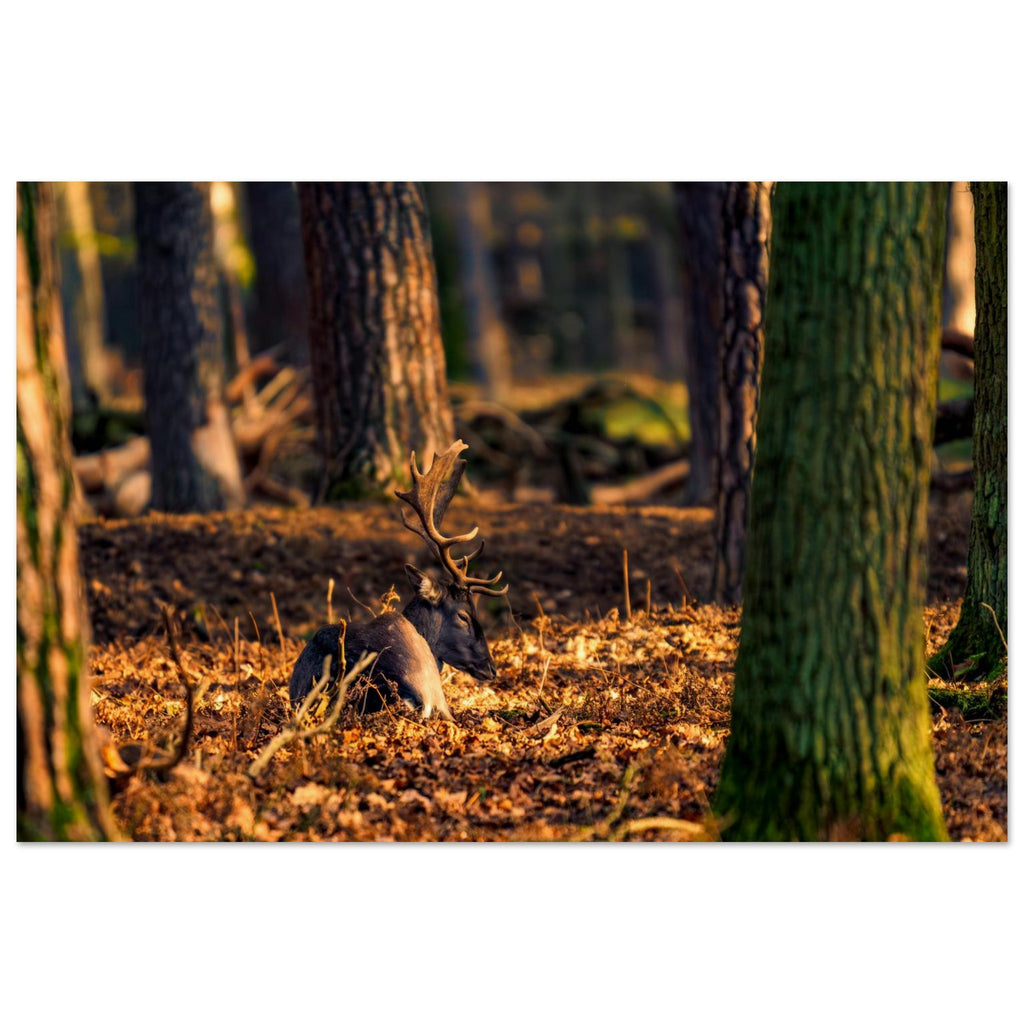 Hubbard Art by Joseph Hubbard Autumn’s Golden Warmth — Fallow Deer Fine Art Photography Print Museum-Quality Matte Paper Poster 40x60 cm 16x24″