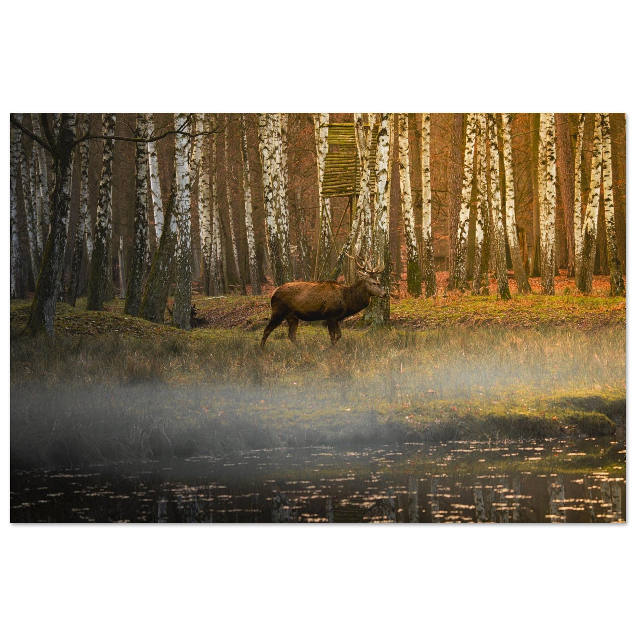 Hubbard Art by Joseph Hubbard Silent Steps in the Autumn Mist — Red Deer Fine Art Wildlife Photography Print 40x60 cm 16x24″