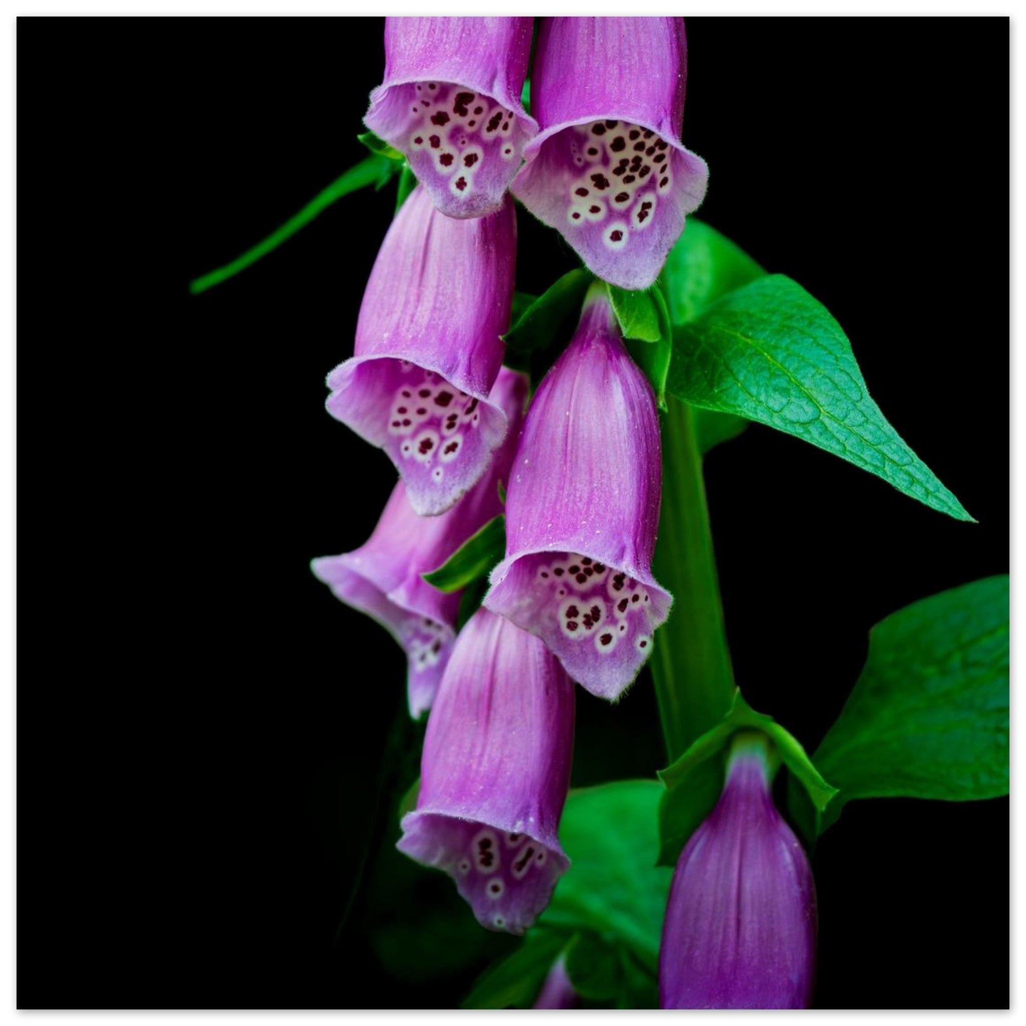Hubbard Art by Joseph Hubbard Velvet Bells in Bloom — Foxglove Fine Art Floral Photography Print 50x50 cm 20x20″ Museum-Quality Matte Paper Poster Vertical