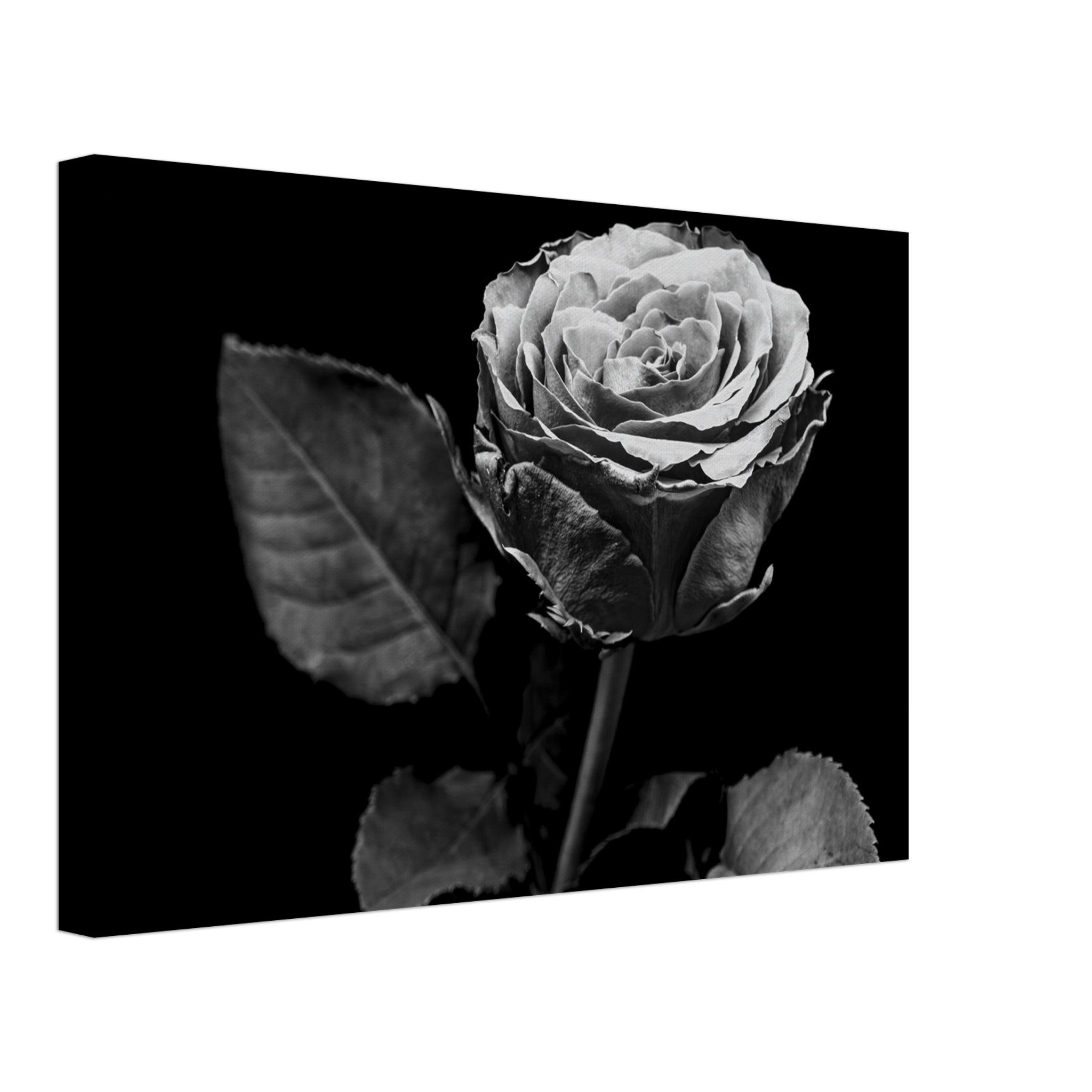 Hubbard Art by Joseph Hubbard Eternal Bloom — Rose Fine Art Photography Print Canvas 30x45 cm 12x18″