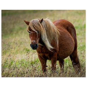 Hubbard Art by Joseph Hubbard Little Pony After Storm — Danish Coast Fine Art Photography Print Fine Art Poster - 20x25 cm 8x10″