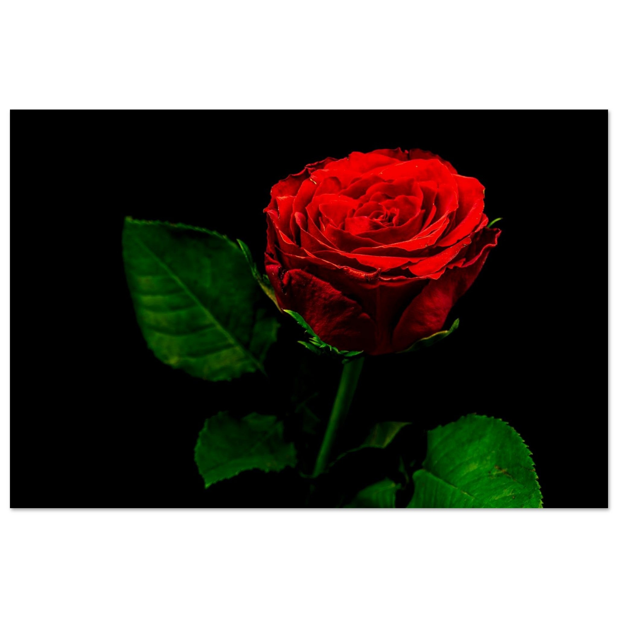 Hubbard Art by Joseph Hubbard Vibrant Red Rose on Black — Fine Art Floral Photography Print