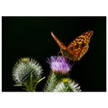 Hubbard Art by Joseph Hubbard Golden Wings on Thistle — Fine Art Macro Butterfly Photography Print Museum-Quality Matte Paper Poster 13x18 cm 5x7″