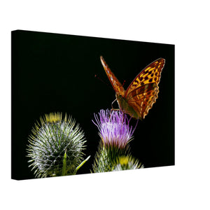 Hubbard Art by Joseph Hubbard Golden Wings on Thistle — Fine Art Macro Butterfly Photography Print Canvas 30x45 cm 12x18″