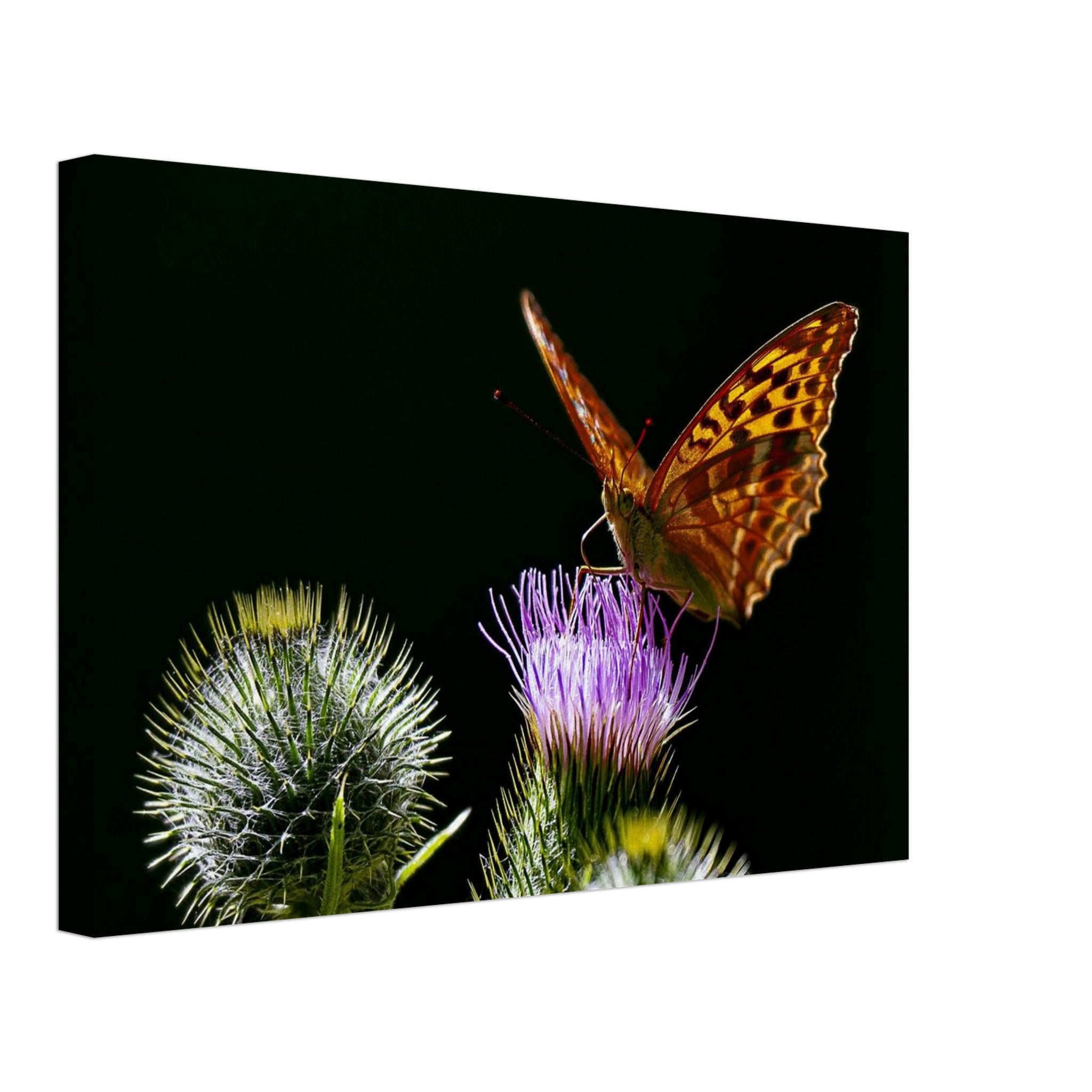 Hubbard Art by Joseph Hubbard Golden Wings on Thistle — Fine Art Macro Butterfly Photography Print Canvas 30x45 cm 12x18″