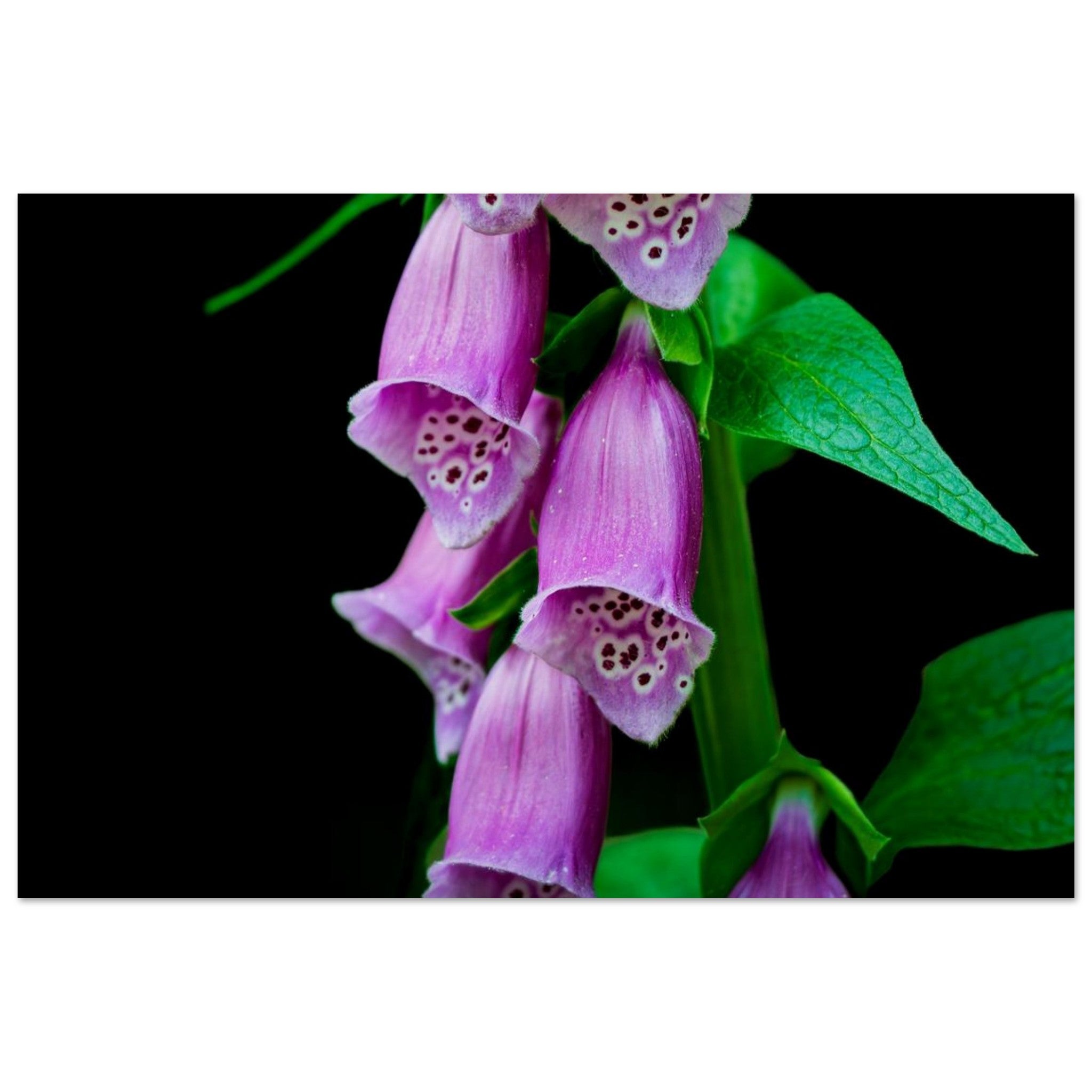Hubbard Art by Joseph Hubbard Velvet Bells in Bloom — Foxglove Fine Art Floral Photography Print 60x90 cm 24x36″ Museum-Quality Matte Paper Poster Horizontal
