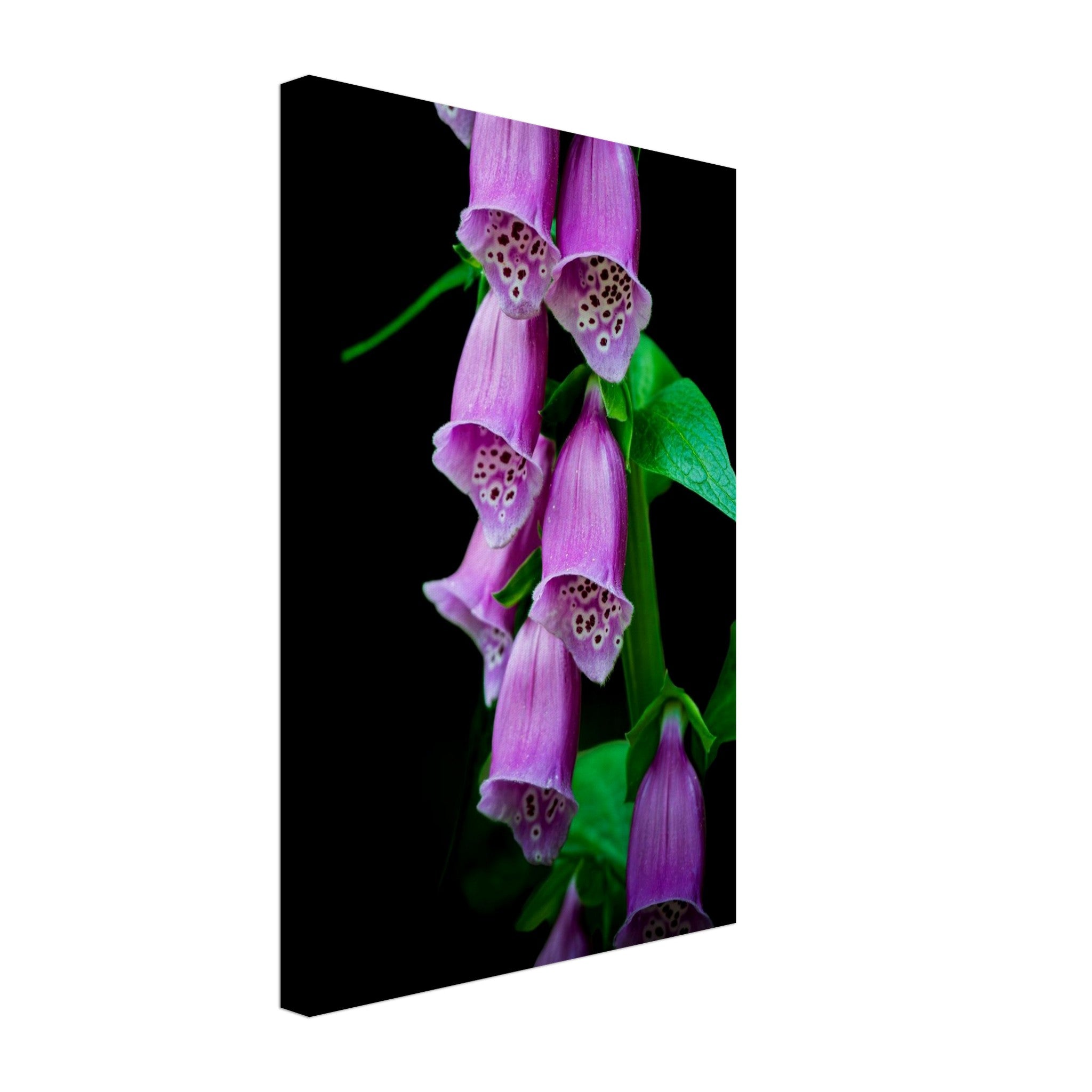 Hubbard Art by Joseph Hubbard Velvet Bells in Bloom — Foxglove Fine Art Floral Photography Print 30x45 cm 12x18″ Canvas Vertical
