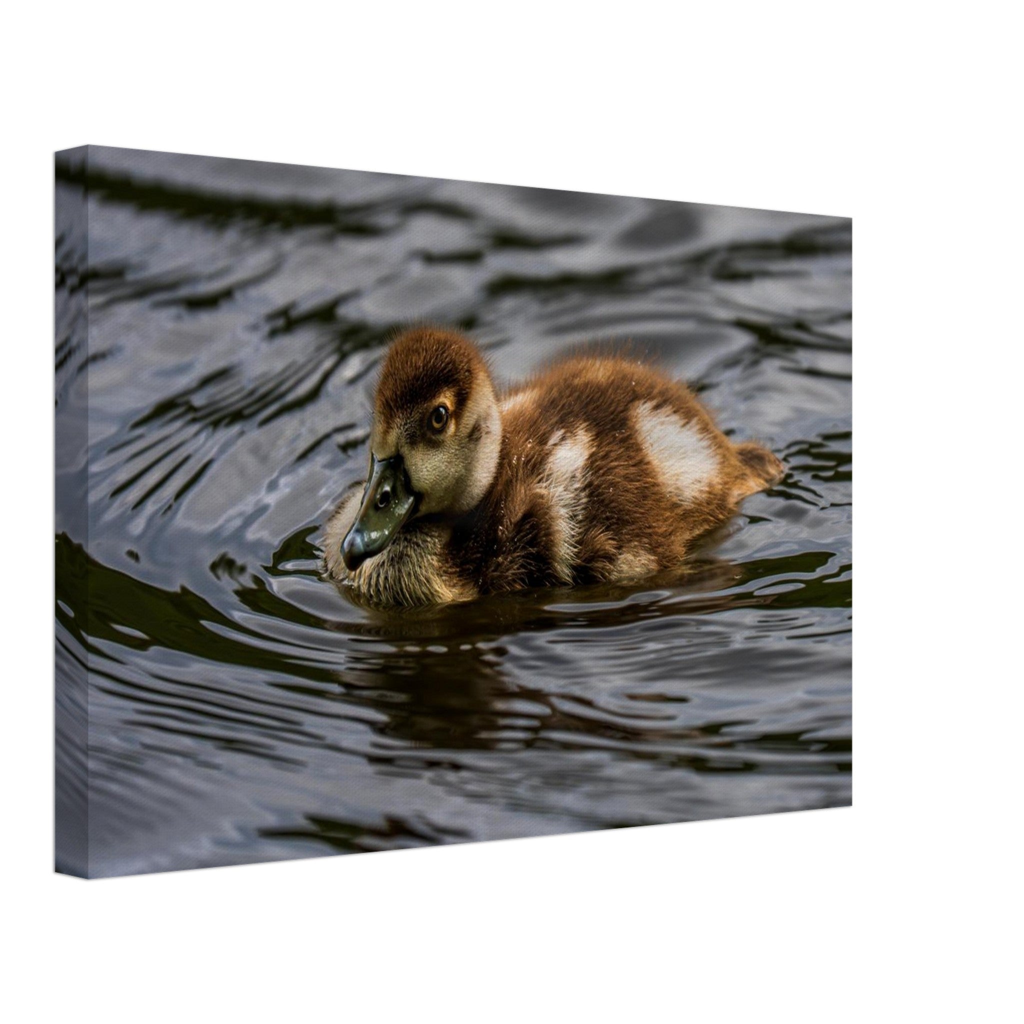 Hubbard Art by Joseph Hubbard Little Drift — Egyptian Goose Gosling Fine Art Photography Print Canvas 30x45 cm 12x18″