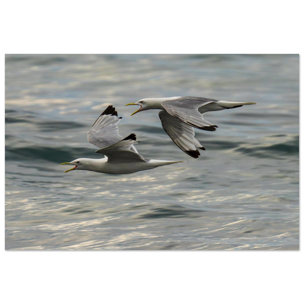 Hubbard Art by Joseph Hubbard Voices Over Bulbjerg Knude — Coastal Bird Fine Art Photography Print Museum-Quality Matte Paper Poster 40x60 cm 16x24″