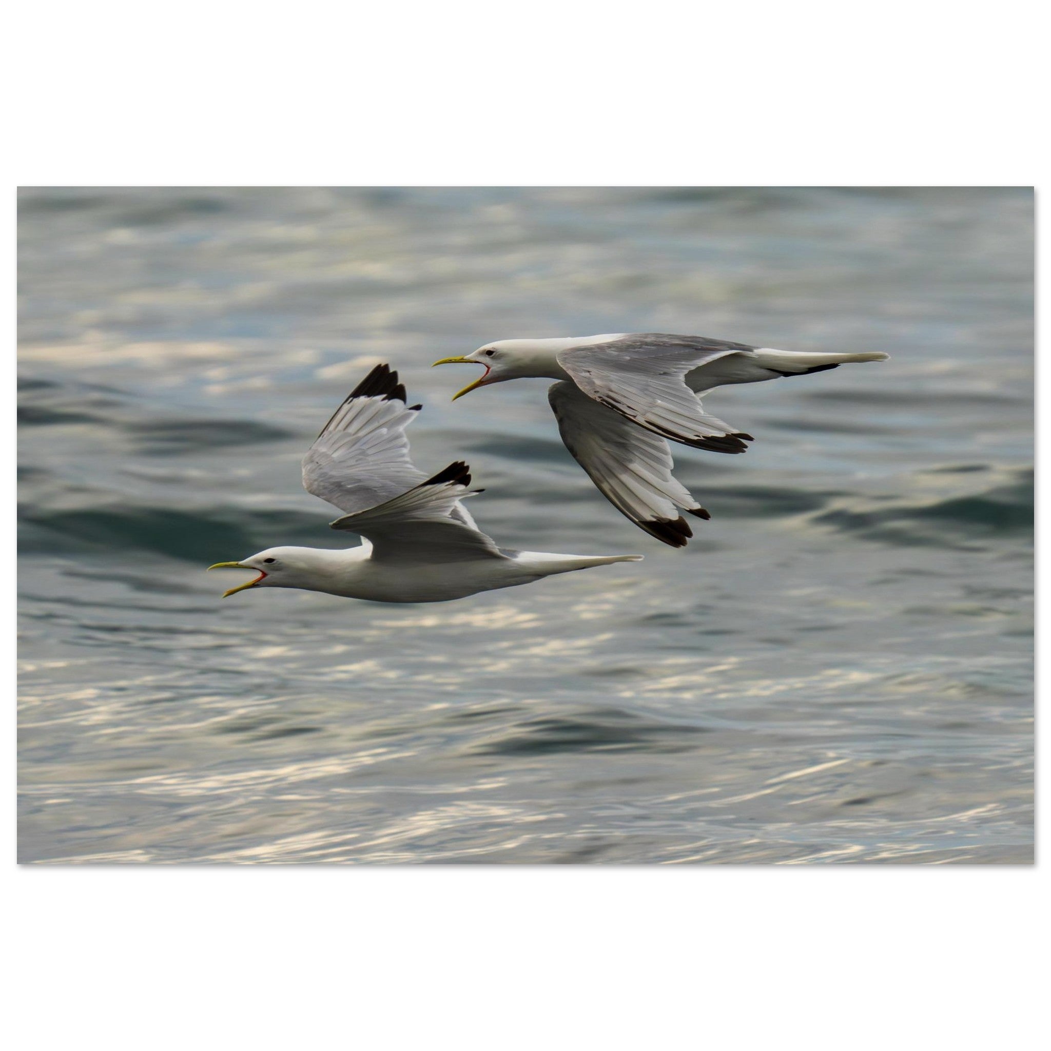 Hubbard Art by Joseph Hubbard Voices Over Bulbjerg Knude — Coastal Bird Fine Art Photography Print Museum-Quality Matte Paper Poster 40x60 cm 16x24″