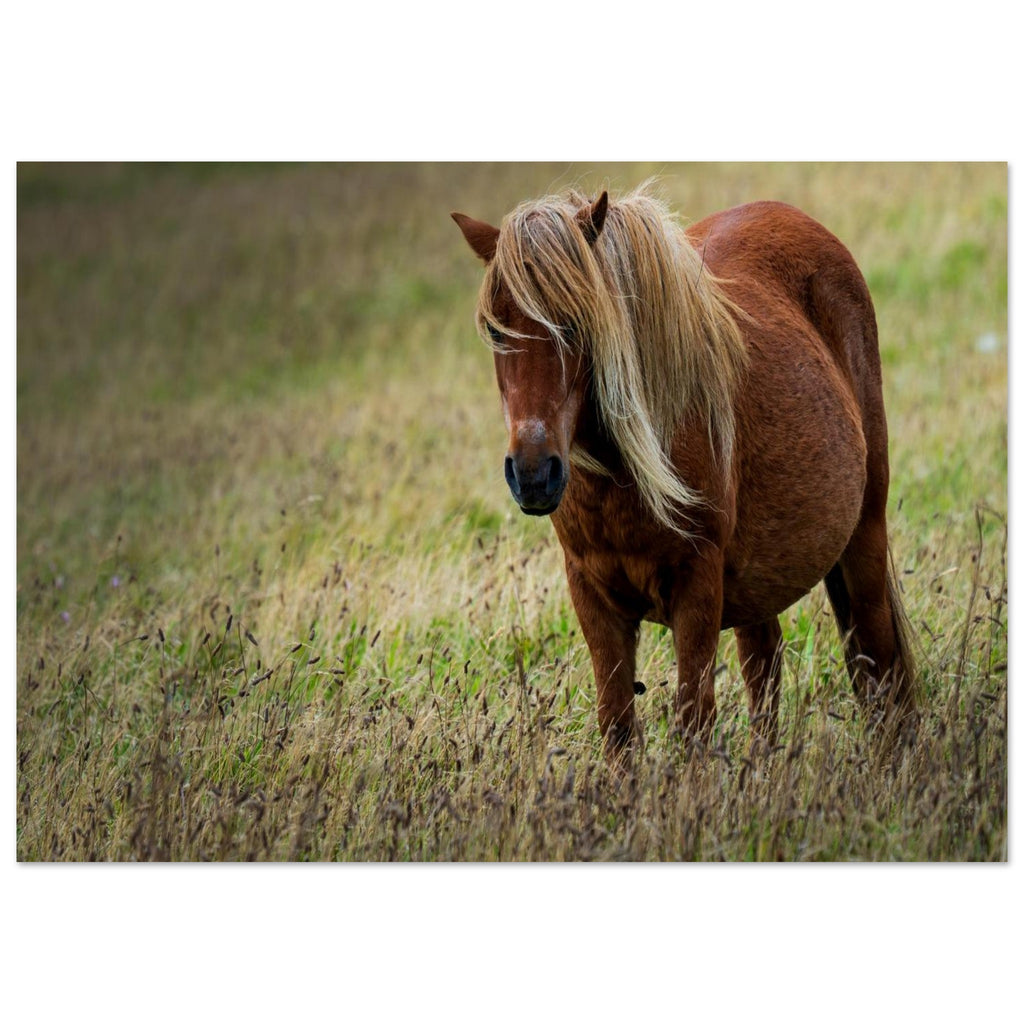 Hubbard Art by Joseph Hubbard Little Pony After Storm — Danish Coast Fine Art Photography Print 21x29.7 cm 8x12"